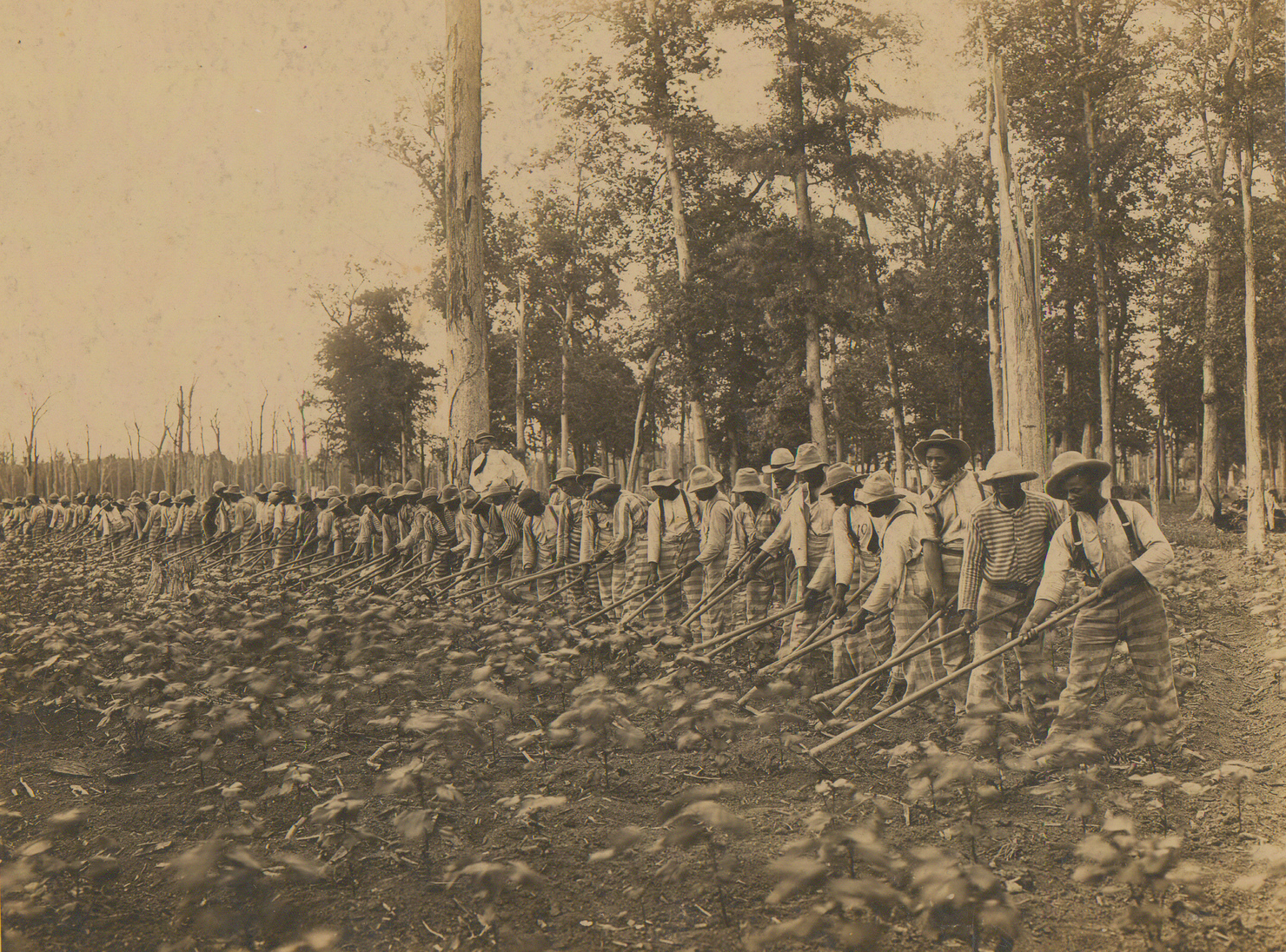 Parchman Farm chain gang, 1911