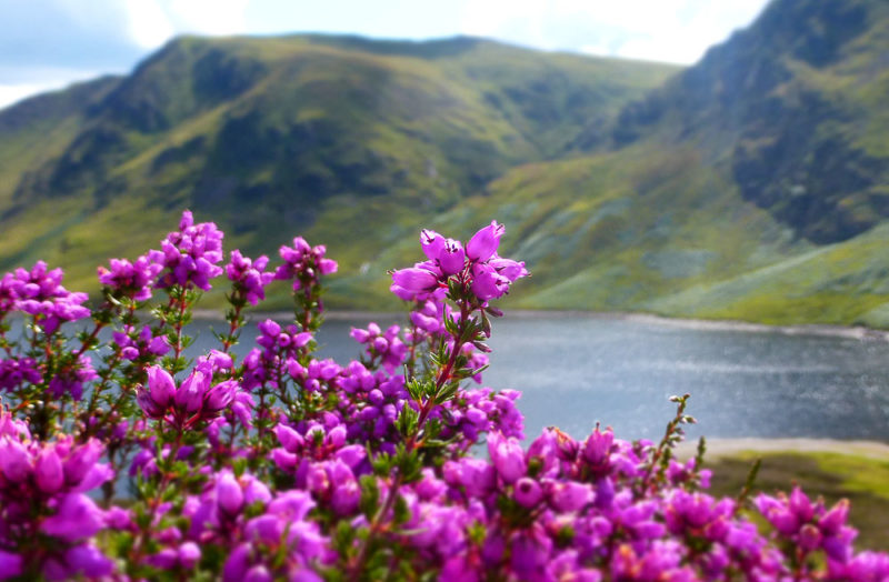 Wild heather plant in Scotland.