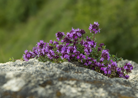 Wild thyme.